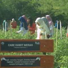 dosen dan mahasiswa panen cabe rawit di kampus C UISI