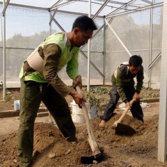 Petani yang memakai korset inovasi mahasiswa UISI Petani yang memakai korset inovasi mahasiswa UISI