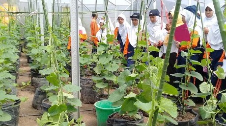 Semangat siswa SMP Muhammadiyah 12 Gresik mempelajari teknik bercocok tanam di green house UISI